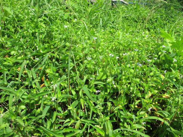 f:id:midorineko_cutter_mat:20200702160751j:plain