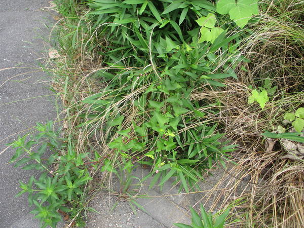 f:id:midorineko_cutter_mat:20200703142703j:plain f:id:midorineko_cutter_mat:20200703142703j:plain