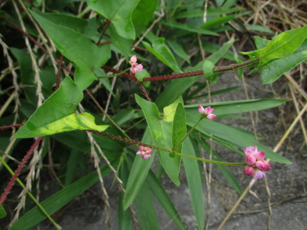 f:id:midorineko_cutter_mat:20200703142720j:plain f:id:midorineko_cutter_mat:20200703142720j:plain