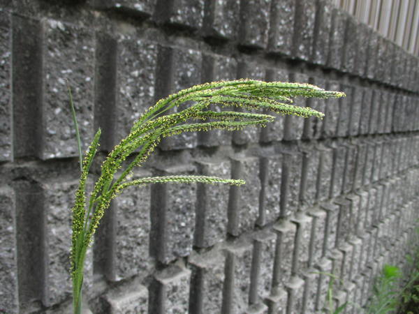 f:id:midorineko_cutter_mat:20200703143113j:plain