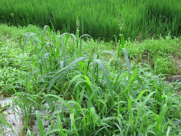 f:id:midorineko_cutter_mat:20200712200442j:plain