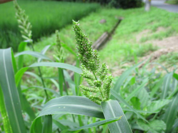 f:id:midorineko_cutter_mat:20200712200453j:plain