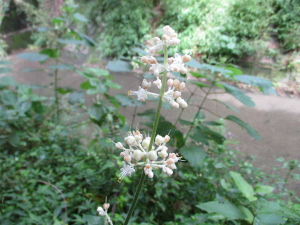 f:id:midorineko_cutter_mat:20200712201259j:plain