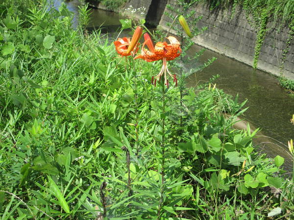 f:id:midorineko_cutter_mat:20200717164803j:plain f:id:midorineko_cutter_mat:20200717164803j:plain