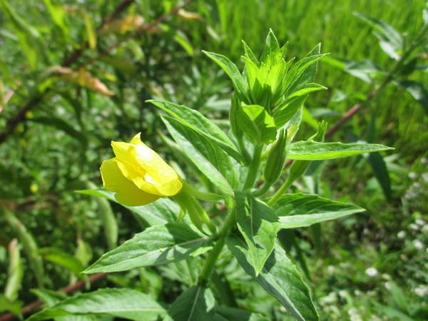 f:id:midorineko_cutter_mat:20200717165056j:plain f:id:midorineko_cutter_mat:20200717165056j:plain