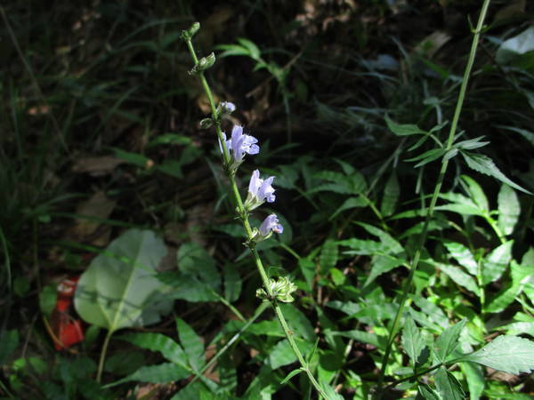 f:id:midorineko_cutter_mat:20200717172427j:plain