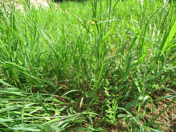 f:id:midorineko_cutter_mat:20200720115630j:plain f:id:midorineko_cutter_mat:20200720115630j:plain