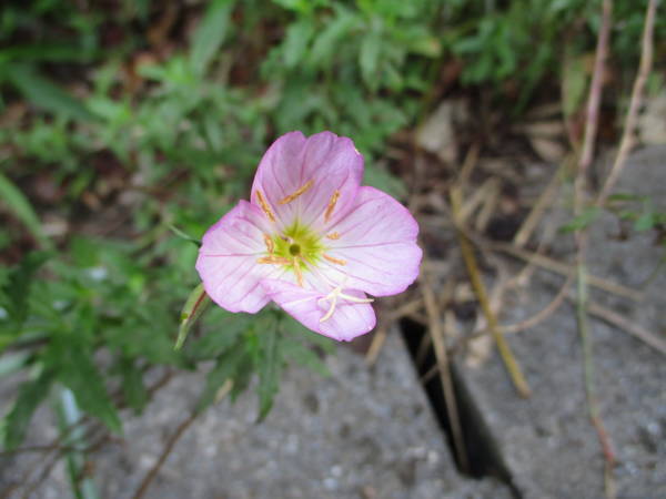 f:id:midorineko_cutter_mat:20200720124047j:plain f:id:midorineko_cutter_mat:20200720124047j:plain