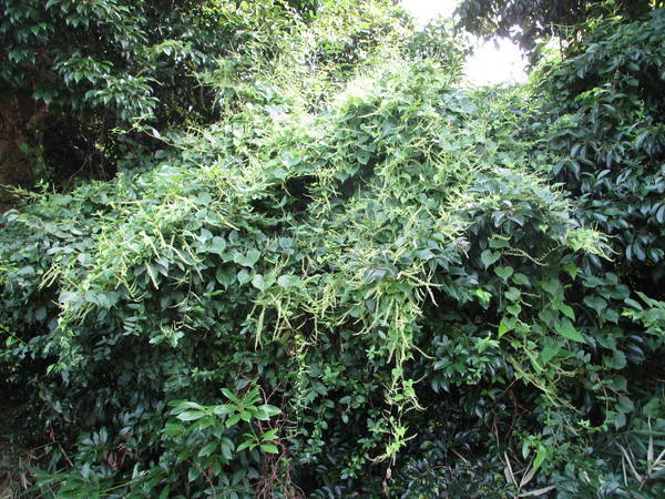 f:id:midorineko_cutter_mat:20200720124249j:plain