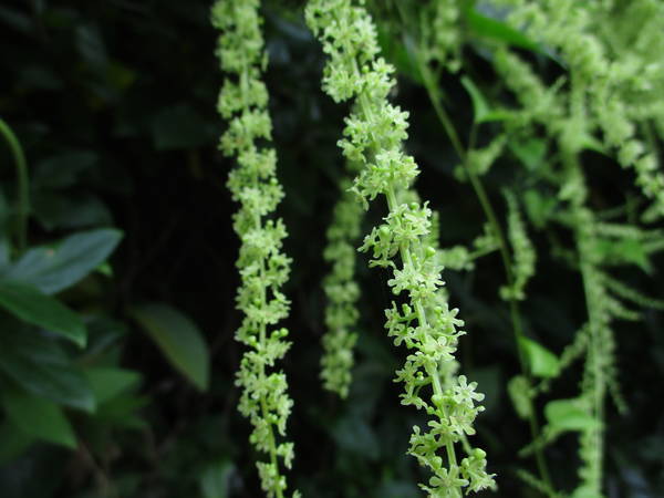 f:id:midorineko_cutter_mat:20200720124324j:plain