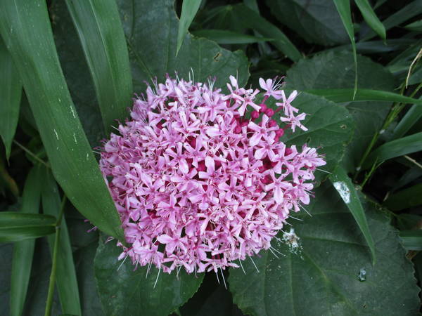 f:id:midorineko_cutter_mat:20200720125257j:plain f:id:midorineko_cutter_mat:20200720125257j:plain