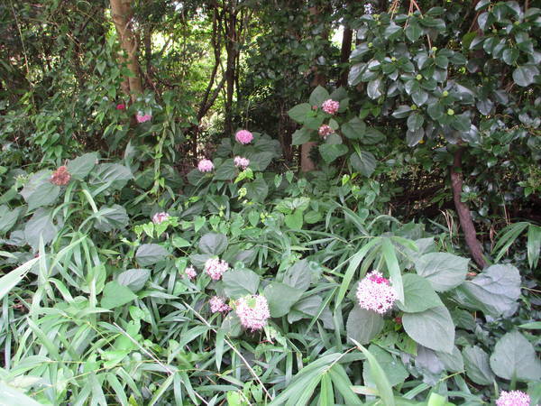 f:id:midorineko_cutter_mat:20200720125310j:plain f:id:midorineko_cutter_mat:20200720125310j:plain