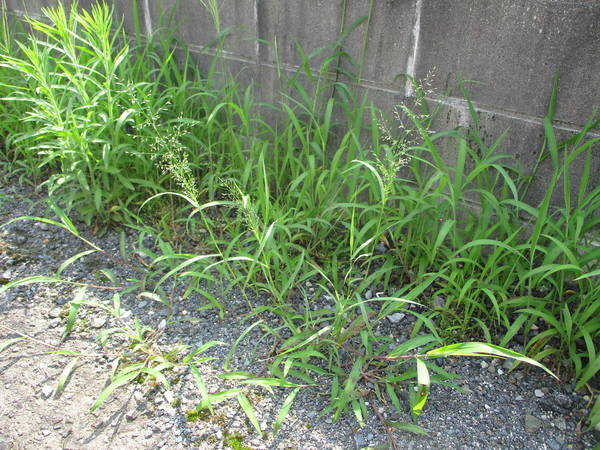 f:id:midorineko_cutter_mat:20200720135556j:plain