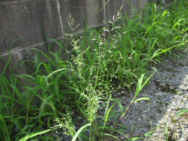 f:id:midorineko_cutter_mat:20200720135608j:plain