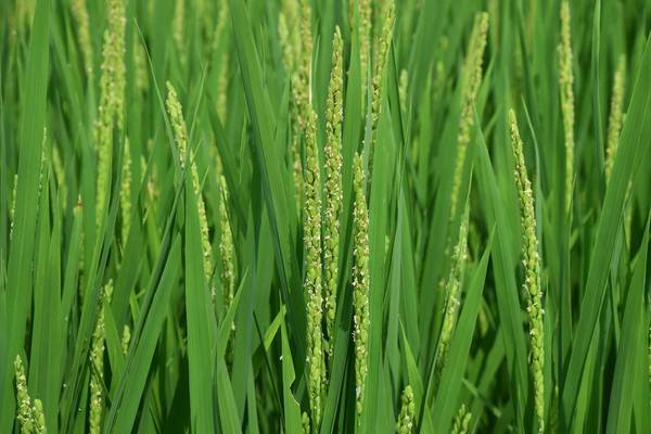 f:id:midorineko_cutter_mat:20200721111757j:plain