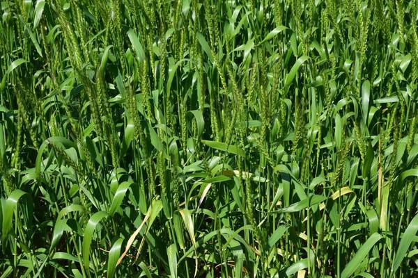 f:id:midorineko_cutter_mat:20200721112543j:plain