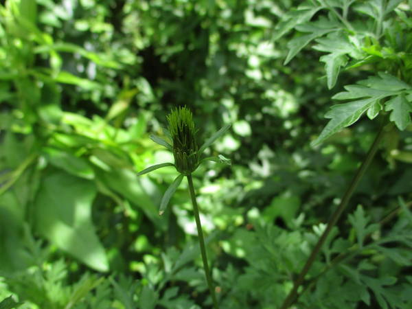 f:id:midorineko_cutter_mat:20200722160137j:plain f:id:midorineko_cutter_mat:20200722160137j:plain