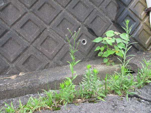 f:id:midorineko_cutter_mat:20200723162618j:plain