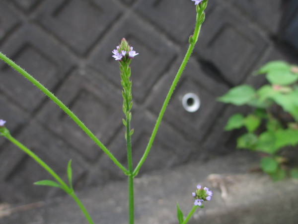 f:id:midorineko_cutter_mat:20200723162629j:plain