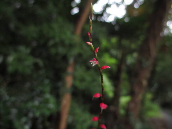 f:id:midorineko_cutter_mat:20200726133621j:plain f:id:midorineko_cutter_mat:20200726133621j:plain