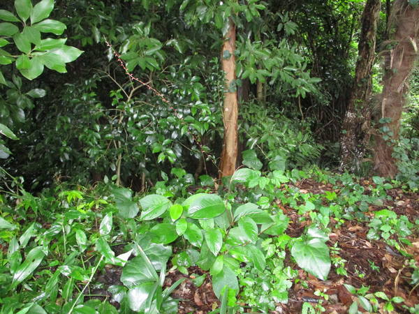 f:id:midorineko_cutter_mat:20200726133632j:plain f:id:midorineko_cutter_mat:20200726133632j:plain