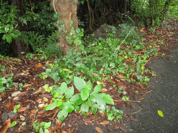 f:id:midorineko_cutter_mat:20200726133644j:plain f:id:midorineko_cutter_mat:20200726133644j:plain