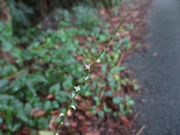 f:id:midorineko_cutter_mat:20200726133656j:plain f:id:midorineko_cutter_mat:20200726133656j:plain