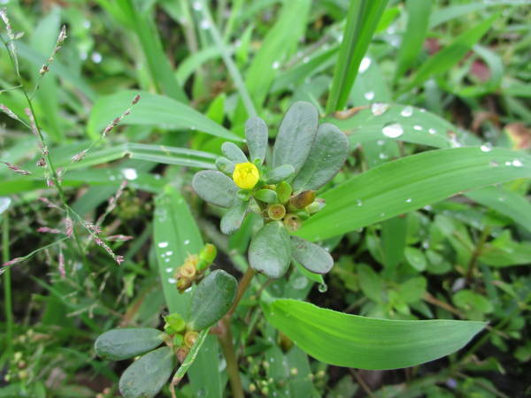 f:id:midorineko_cutter_mat:20200726145556j:plain f:id:midorineko_cutter_mat:20200726145556j:plain