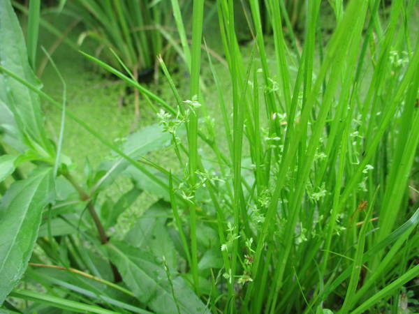 f:id:midorineko_cutter_mat:20200726153201j:plain