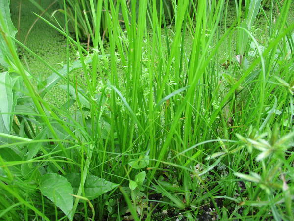 f:id:midorineko_cutter_mat:20200726153212j:plain