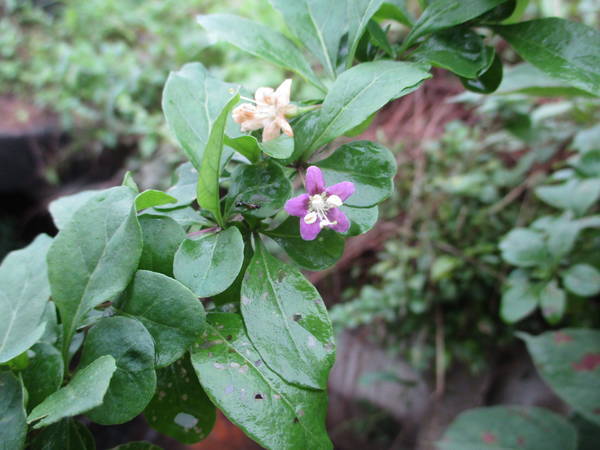 f:id:midorineko_cutter_mat:20200727144228j:plain