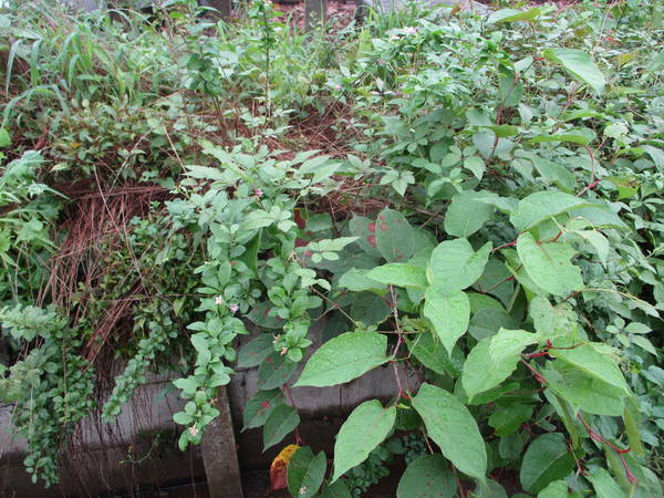 f:id:midorineko_cutter_mat:20200727144251j:plain