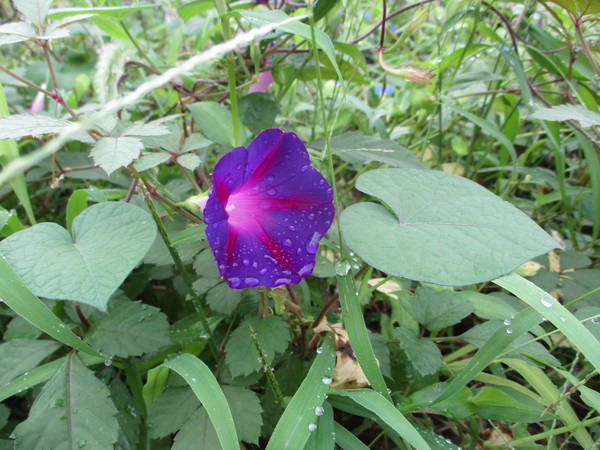 f:id:midorineko_cutter_mat:20200727144951j:plain