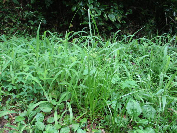 f:id:midorineko_cutter_mat:20200728131615j:plain