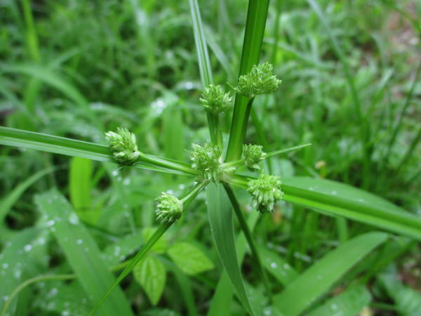 f:id:midorineko_cutter_mat:20200728131629j:plain