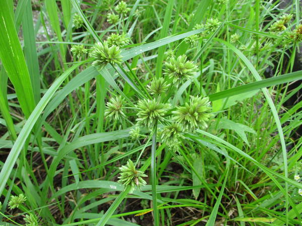 f:id:midorineko_cutter_mat:20200728131714j:plain