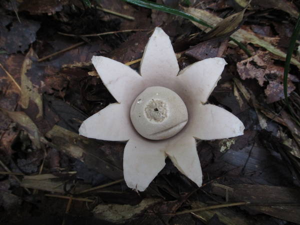 f:id:midorineko_cutter_mat:20200728141919j:plain