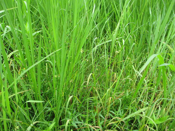 f:id:midorineko_cutter_mat:20200730155233j:plain