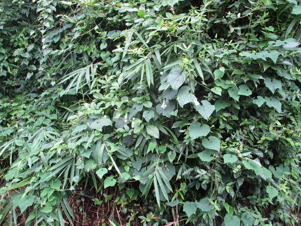 f:id:midorineko_cutter_mat:20200730155825j:plain