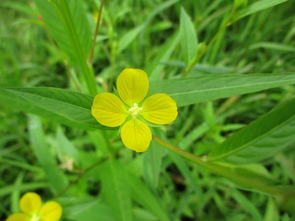 f:id:midorineko_cutter_mat:20200730161752j:plain f:id:midorineko_cutter_mat:20200730161752j:plain