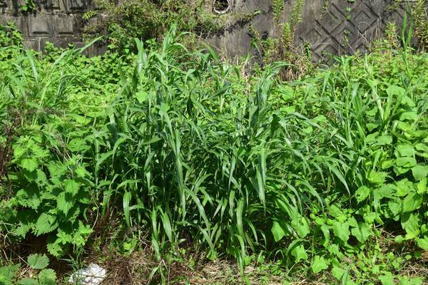 f:id:midorineko_cutter_mat:20200731133452j:plain