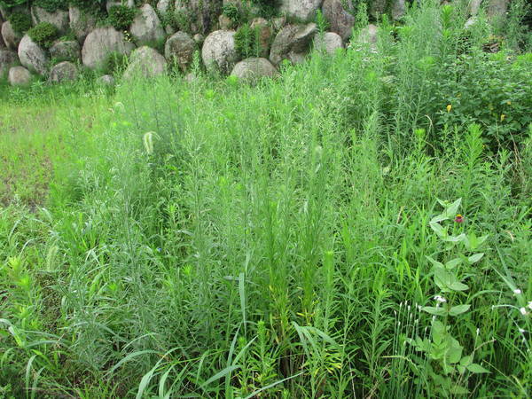 f:id:midorineko_cutter_mat:20200731135910j:plain