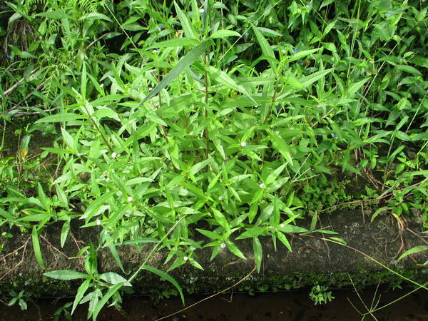 f:id:midorineko_cutter_mat:20200731140037j:plain