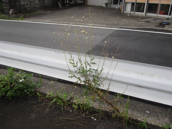 f:id:midorineko_cutter_mat:20200809234902j:plain