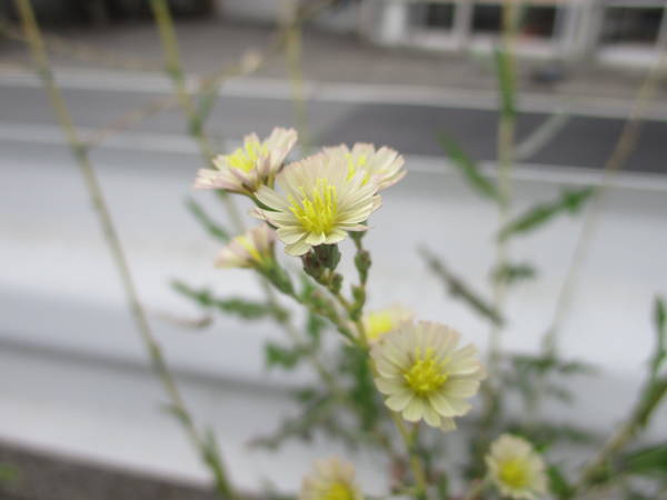 f:id:midorineko_cutter_mat:20200809234917j:plain