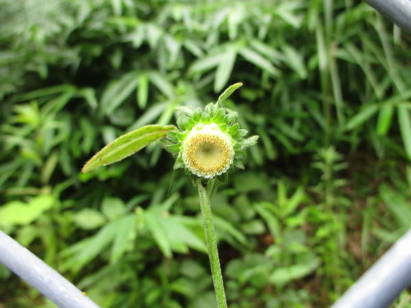f:id:midorineko_cutter_mat:20200814133108j:plain