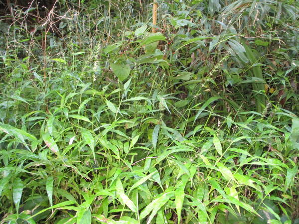 f:id:midorineko_cutter_mat:20200905140607j:plain