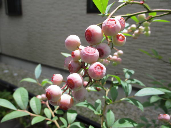 f:id:midorineko_cutter_mat:20200905171454j:plain f:id:midorineko_cutter_mat:20200905171454j:plain