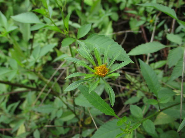 f:id:midorineko_cutter_mat:20200906155526j:plain