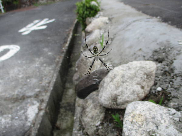 f:id:midorineko_cutter_mat:20200906171056j:plain